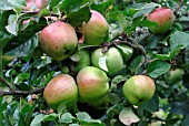 APPLE BRAMLEY SEEDLING