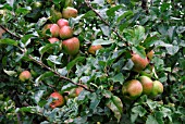 APPLE BRAMLEY SEEDLING