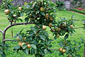 APPLE ASHMEAD KERNAL