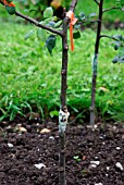 APPLE TREE GRAFTING