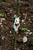 APPLE TREE GRAFTING