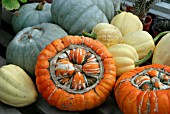 GOURDS DRYING