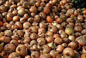 ONIONS DRYING