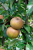 APPLE EGREMONT RUSSET