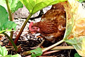 CHICKEN IN RHUBARB PATCH