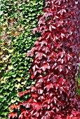 PARTHENOCISSUS TRICUSPIDATA,  BOSTON IVY, WITH HEDERA ON WALL