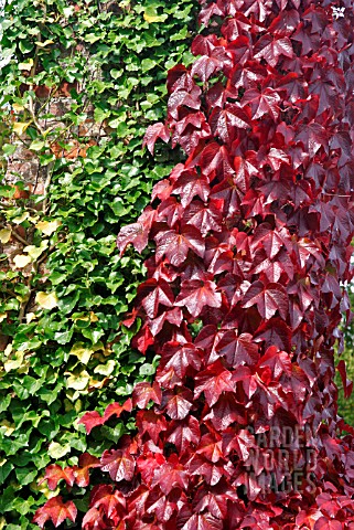 PARTHENOCISSUS_TRICUSPIDATA__BOSTON_IVY_WITH_HEDERA_ON_WALL