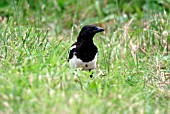 MAGPIE (PICA PICA)