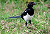 MAGPIE FEEDING (PICA PICA)