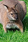 RED NECK WALLABY (MACROPUS RUFOGRISEUS)