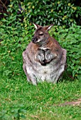 RED NECK WALLABY (MACROPUS RUFOGRISEUS)