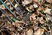 HEDGEHOG IN LEAVES (TAKING CARE NOT TO SPEAR)