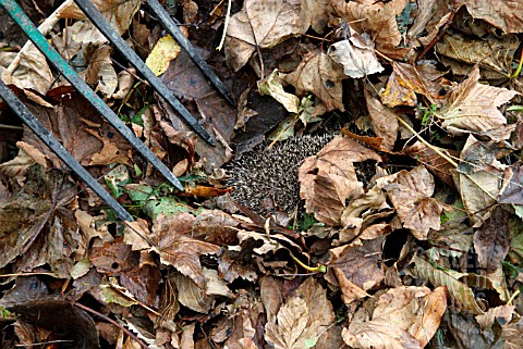 HEDGEHOG_IN_LEAVES_TAKING_CARE_NOT_TO_SPEAR