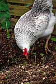 CHICKEN LOOKING FOR INSECTS