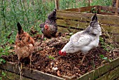 CHICKENS LOOKING FOR FOOD IN COMPOST HEAP