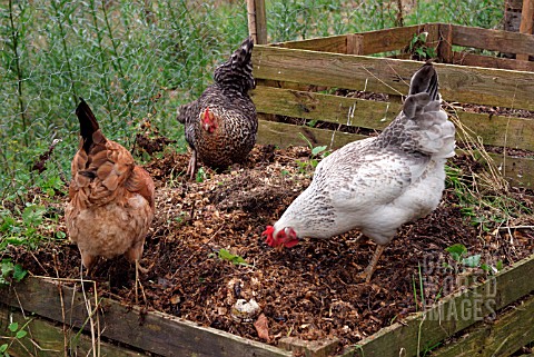 CHICKENS_LOOKING_FOR_FOOD_IN_COMPOST_HEAP