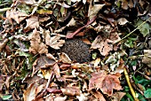 HEDGEHOG HIBERNATING IN FALLEN LEAVES