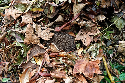 HEDGEHOG_HIBERNATING_IN_FALLEN_LEAVES