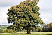 QUERCUS (OAK)IN PARKLAND