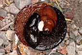 KEELED SLUG (MILAX SPP) PAIR MATING