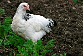 CHICKEN EATING CARROT TOPS