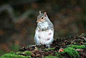 GREY SQUIRREL (SCIURUS CAROLINENSIS) LACTATING FEMALE