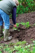 AUTUMN DIGGING