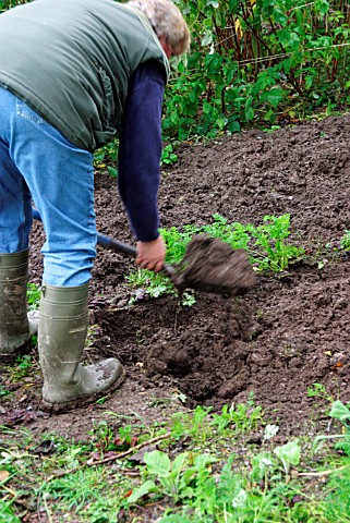 AUTUMN_DIGGING