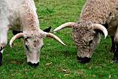 WHITE PARK CATTLE BULL AND COW GRAZING