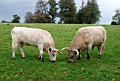 WHITE PARK CATTLE BULL AND COW GRAZING