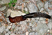 KEELED SLUG (MILAX SPP) PAIR PRIOR TO MATING