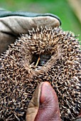 HEDGEHOG ROLLED IN BALL