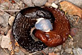 KEELED SLUG (MILAX SPP) PAIR MATING