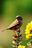 HEDGE SPARROW,  PRUNELLA MODULARIS,  ON GORSE,  SIDE VIEW