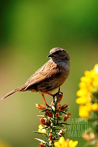 HEDGE_SPARROW__PRUNELLA_MODULARIS__ON_GORSE__SIDE_VIEW