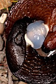 KEELED SLUG (MILAX SPP) PAIR MATING