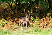 FALLOW DEER (DAMA DAMA) BUCK