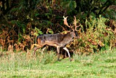 FALLOW DEER (DAMA DAMA) BUCK