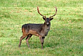 FALLOW DEER (DAMA DAMA) BUCK