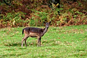 FALLOW DEER (DAMA DAMA) DOE