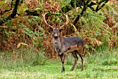 FALLOW DEER (DAMA DAMA) BUCK