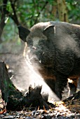 WILD BOAR (SUS SCROFA)EARLY MORNING