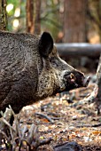 WILD BOAR (SUS SCROFA)