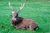 SIKA DEER (CERVUS NIPPON) STAG AT REST