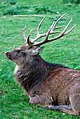 SIKA DEER (CERVUS NIPPON) STAG AT REST