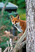 RED FOX (VULPES VULPES) VIXEN ON BRANCH