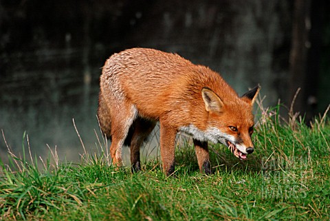 RED_FOX_VULPES_VULPES_VIXEN_EATING_A_FROG