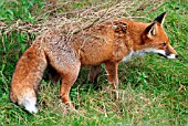 RED FOX (VULPES VULPES) VIXEN