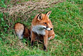RED FOX (VULPES VULPES) VIXEN