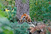 RED FOX (VULPES VULPES)